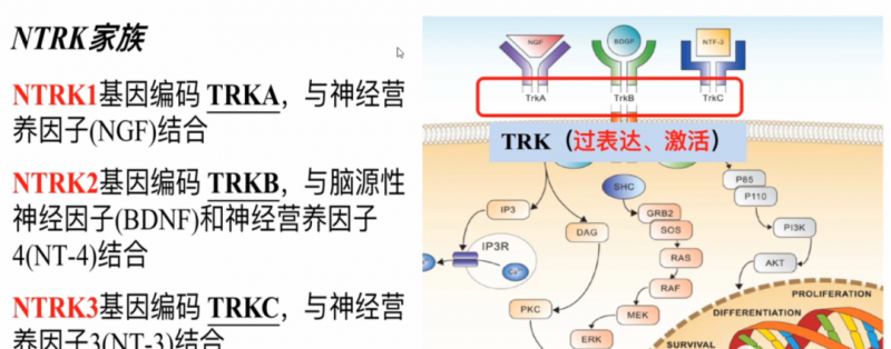 NTRK家族