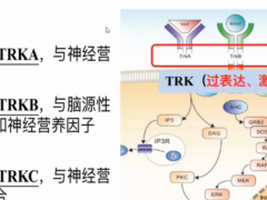 NTRK是什么意思