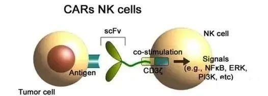 CAR-NK细胞免疫疗法