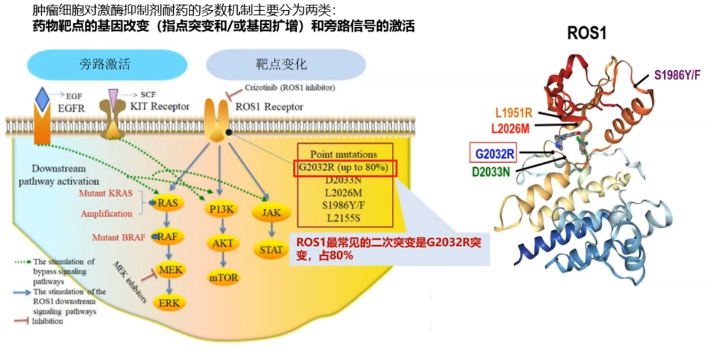 克唑替尼耐药机制