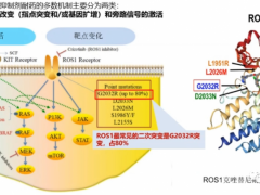 克唑替尼耐药后吃什么靶向药,2种思路、4款新药,助力患者超长期生存