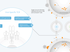 新"肿瘤病毒疗法"-以病毒为"靶",TCR-T疗法开启癌症治疗新思路