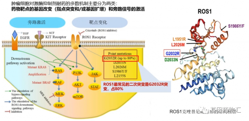 ROS1耐药突变
