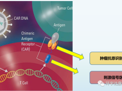 中国国产CAR-T疗法创下传奇,癌症进展或死亡风险降低74%