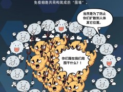 免疫细胞回输真的有用吗,为什么这些细胞的抗癌能力是最强的?了解一下这张免疫细胞的"天罗地网"