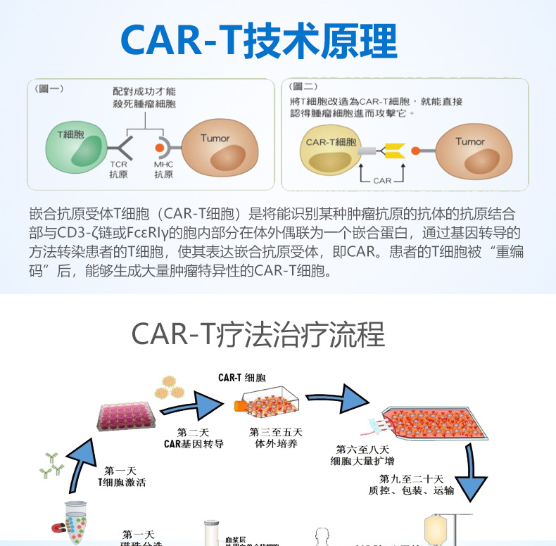 嵌合抗原受体T细胞(CAR-T细胞)是将能识别某种肿瘤抗原的抗体的抗原结合部与CD3-ζ链或FcεRIγ的胞内部分在体外偶联为一个嵌合蛋白,通过基因转导的方法转染患者的T细胞,使其表达嵌合抗原受体,即CAR。患者的T细胞被“重编码”后,能够生成大量肿瘤特异性的CAR-T细胞。