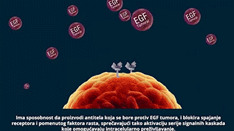 古巴肺癌疫苗作用于癌细胞