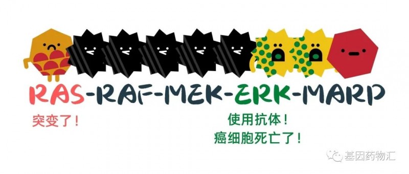 ERK抗体使癌细胞死亡