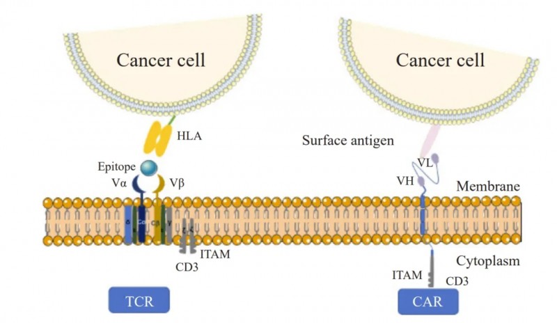 TCR-T与CAR-T