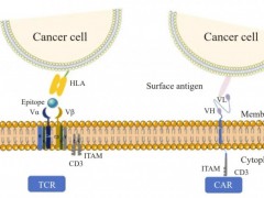 2024年AACR年会更新TCR-T细胞疗法治疗肝癌进展,还可以精准打击肺癌、胰腺癌等实体瘤