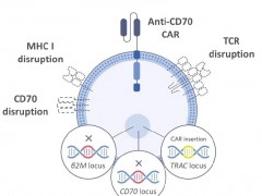 2024年AACR年会揭示CAR-T细胞免疫疗法治疗肾癌、胃癌、结直肠癌完全缓解长达3年