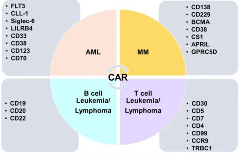 血液恶性肿瘤细胞治疗的热门靶点