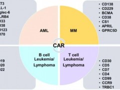 CAR-NK细胞免疫疗法治疗多种实体瘤和血液肿瘤更便宜、更安全、更高效