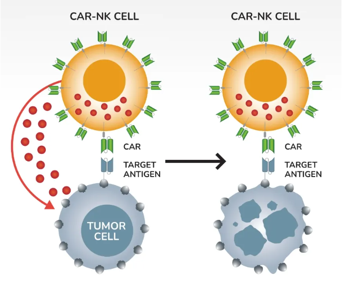 NK细胞与T细胞抗癌原理PK