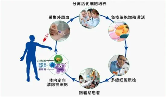 DC-CTL细胞疗法