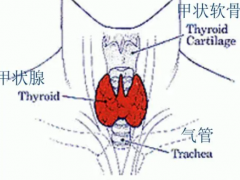 早期甲状腺癌术后五年生存率超99%!但忽略了这些事还是很危险