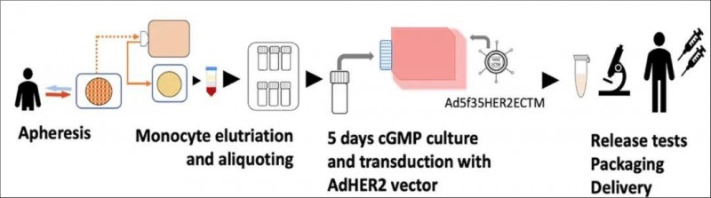 AdHER2DC疫苗制造示意图