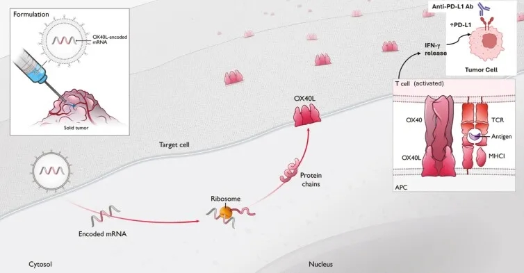 mRNA-2416疫苗