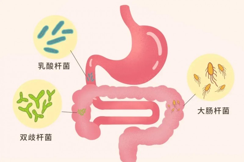 肠道菌群