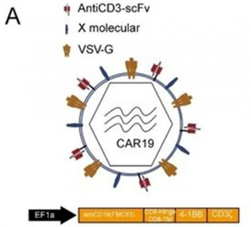 靶向CD19的CAR-T