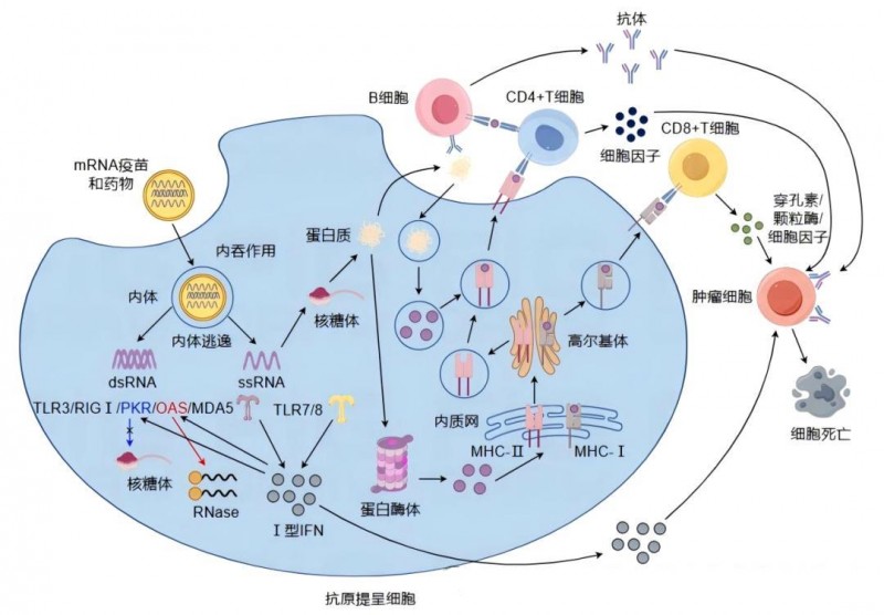 LK101作用机制示意图