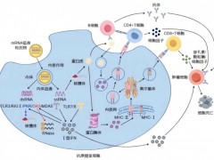 癌症术后怕复发?mRNA疫苗有望构建"免疫防火",已有疗法在博鳌可用