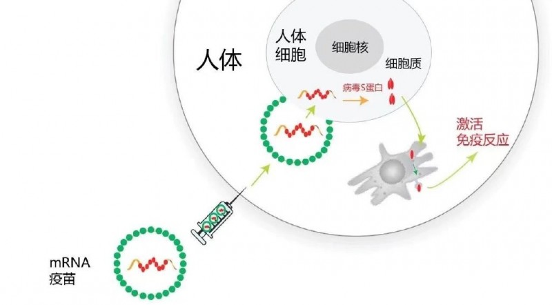 mRNA疫苗的原理