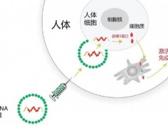 从新冠疫情到癌症治疗的mRNA疫苗是什么意思