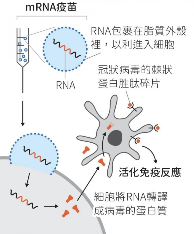 mRNA疫苗作用机制