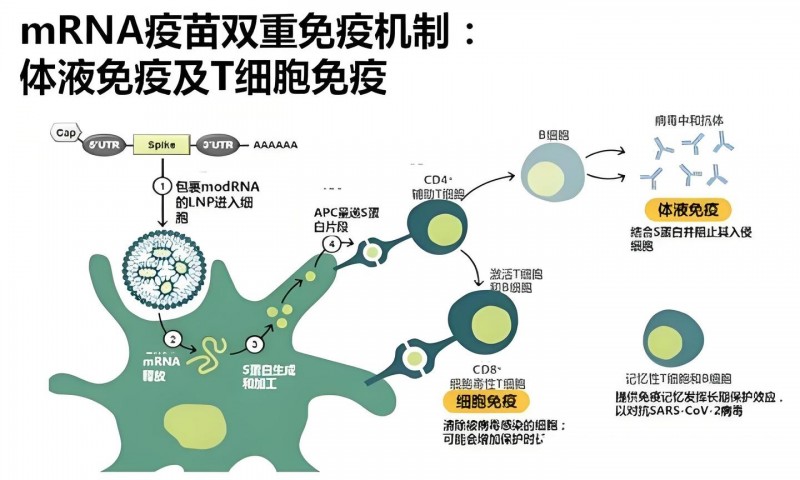 mRNA疫苗的双重免疫机制