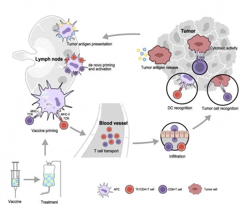 治疗性癌症疫苗的免疫反应机制