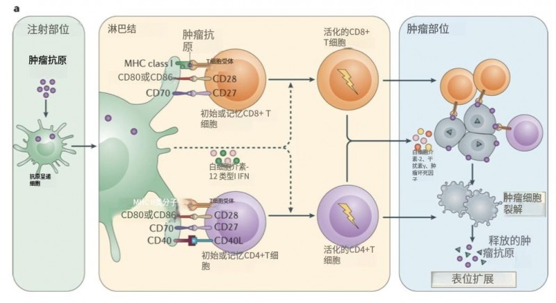 肿瘤新抗原传递给树突细胞,树突细胞再激活T细胞
