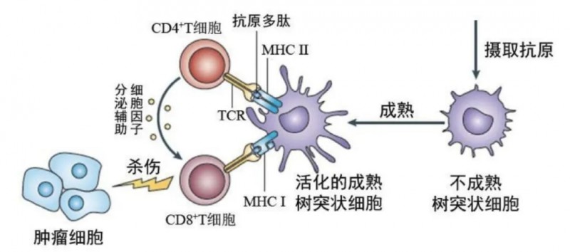 DC细胞的作用原理