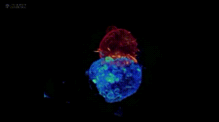 T细胞再攻击癌细胞