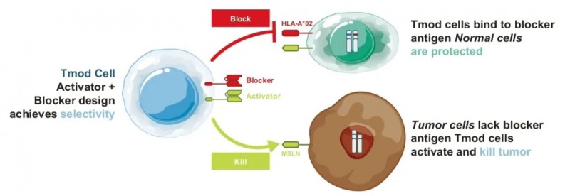 A2B694 CAR-T的双受体设计