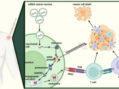 2025年癌症治疗硬核成绩单！十大国研mRNA癌症疫苗震撼刷屏，从“冷”肿瘤变“热”到4年生存奇迹
