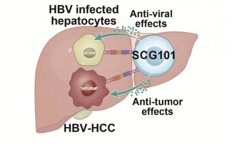 SCG101疗法治疗肝癌的原理