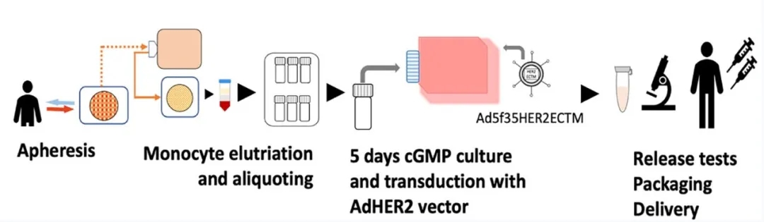 AdHER2DC疫苗制造示意图