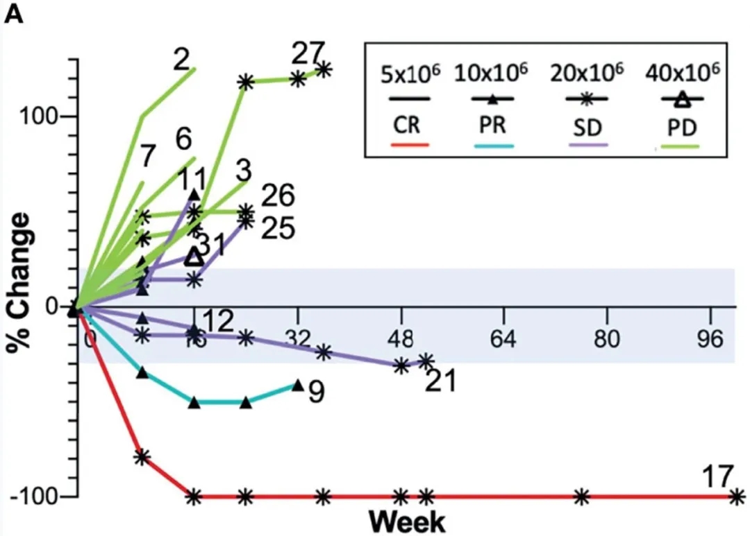 AdHER2 DC疫苗治疗HER2阳性实体瘤的数据