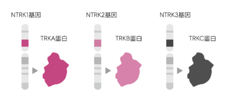 NTRK基因的种类